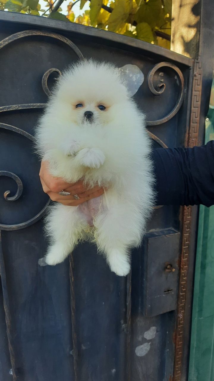 Spitz Pomeranian foto 0