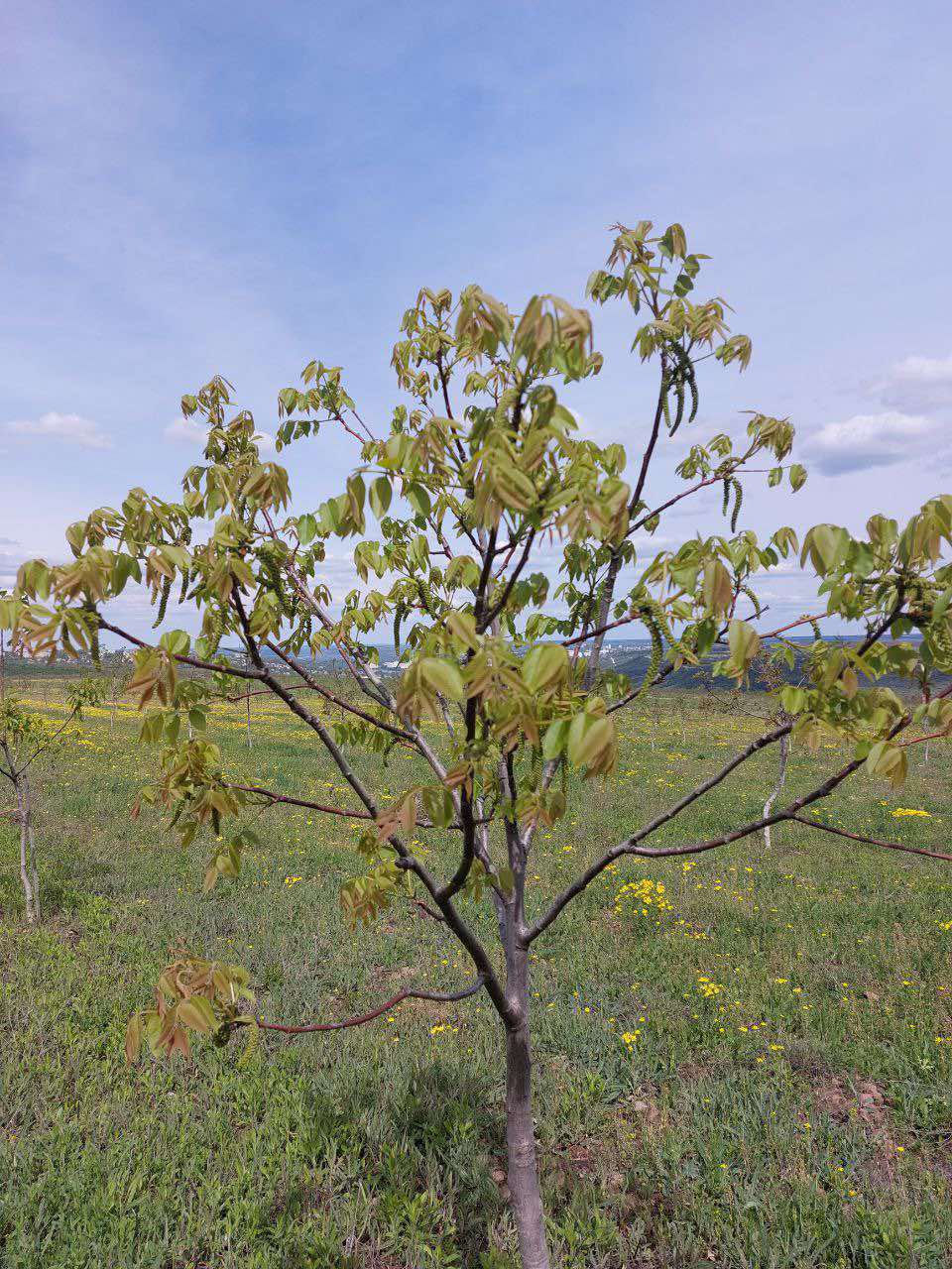 Livadă de nuci chandler, 7 ani - 11.4 ha cu sistem de irigare. foto 7