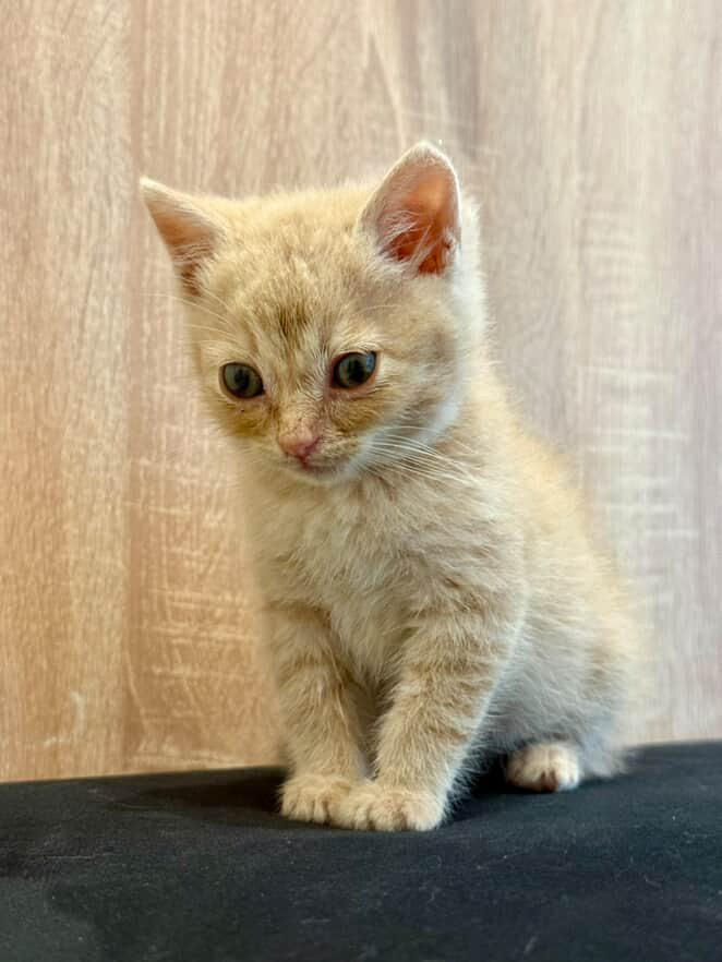 Срочно нужно дом котятам! Помогите спасти малышей foto 6