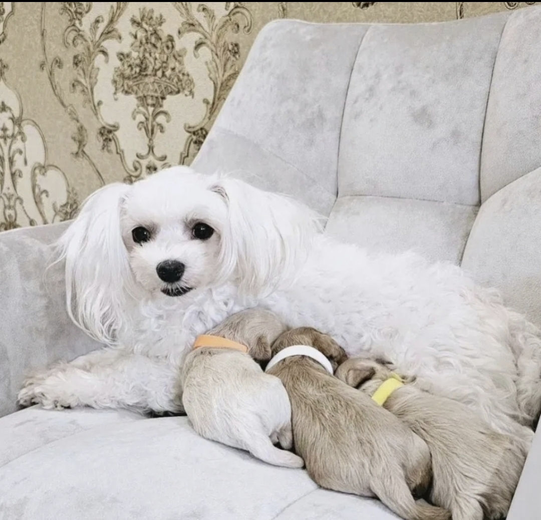 Мальтипу Maltipoo maltipu foto 1