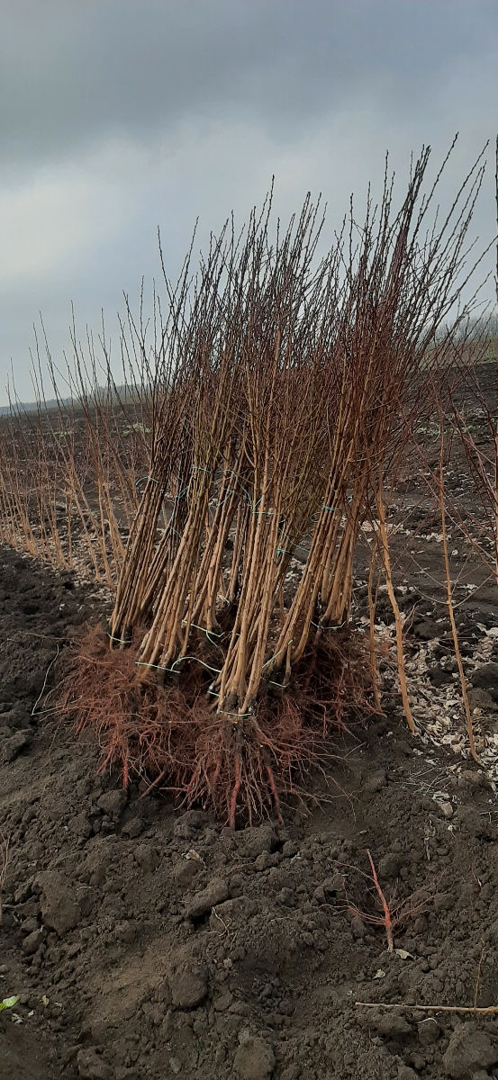 Pomi fructiferi     - cais ( abricos )  , vișin  ,  prun , persic ,  prăsad ,  migdal  ... foto 8