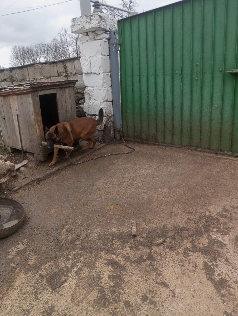 Vând câine ciobănesc belgian malinois  foto 0