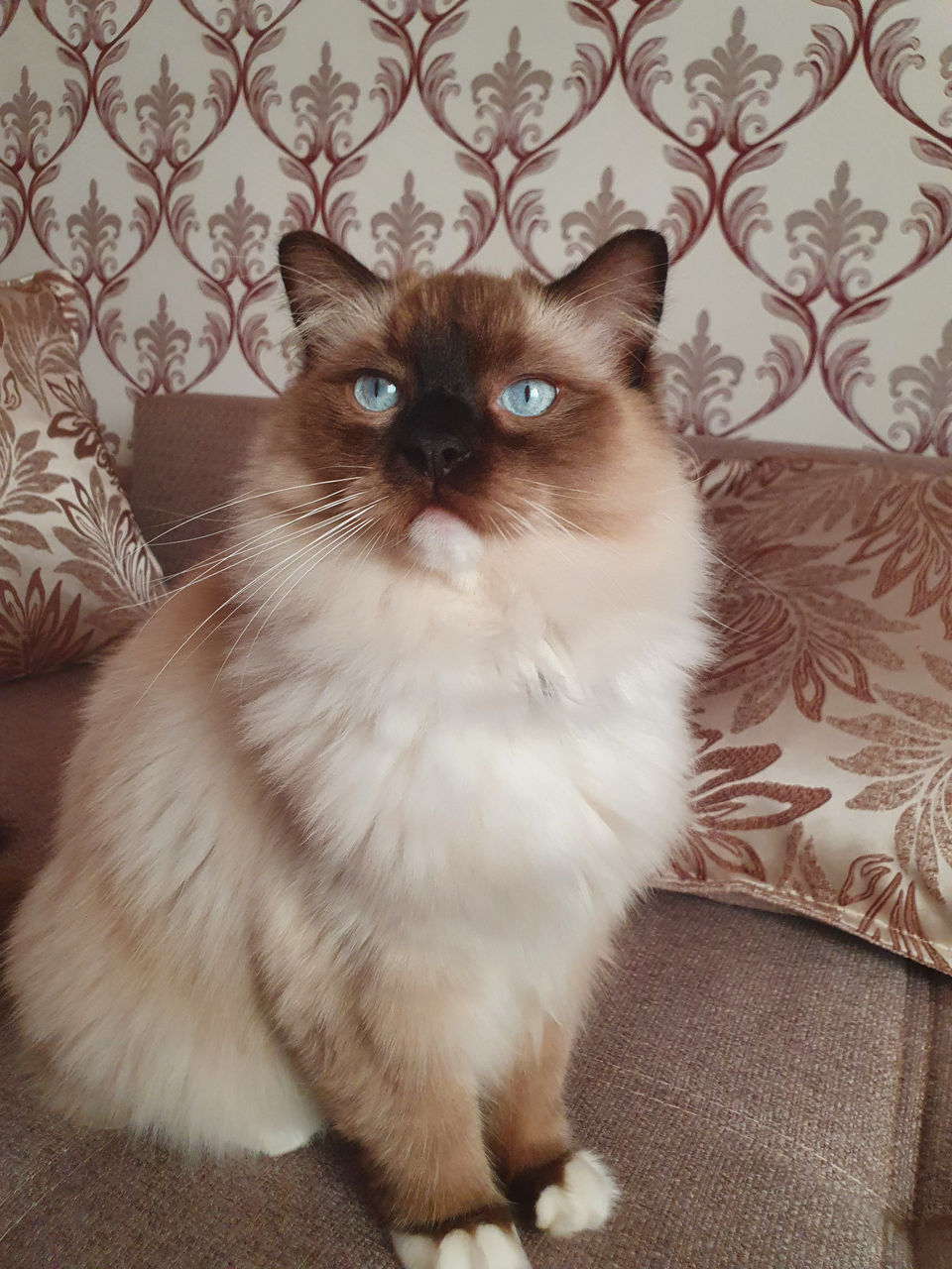 Pisica ragdoll