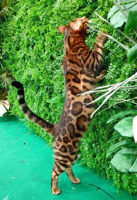 Бенгальский шикарный чистопородный  кот на вязку foto 2