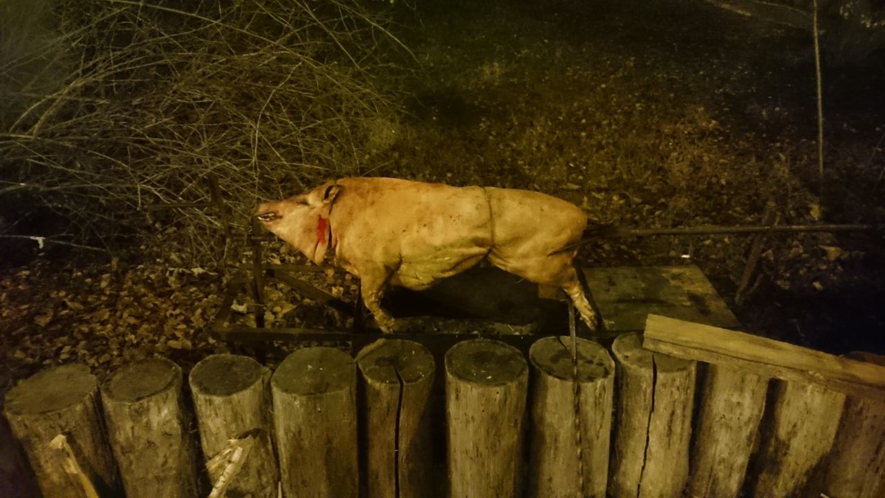 Loc minunat pentru petrecerea jubileielor, banchetelor, corporativelor, cumatriilor, 2 zi de nunta foto 7