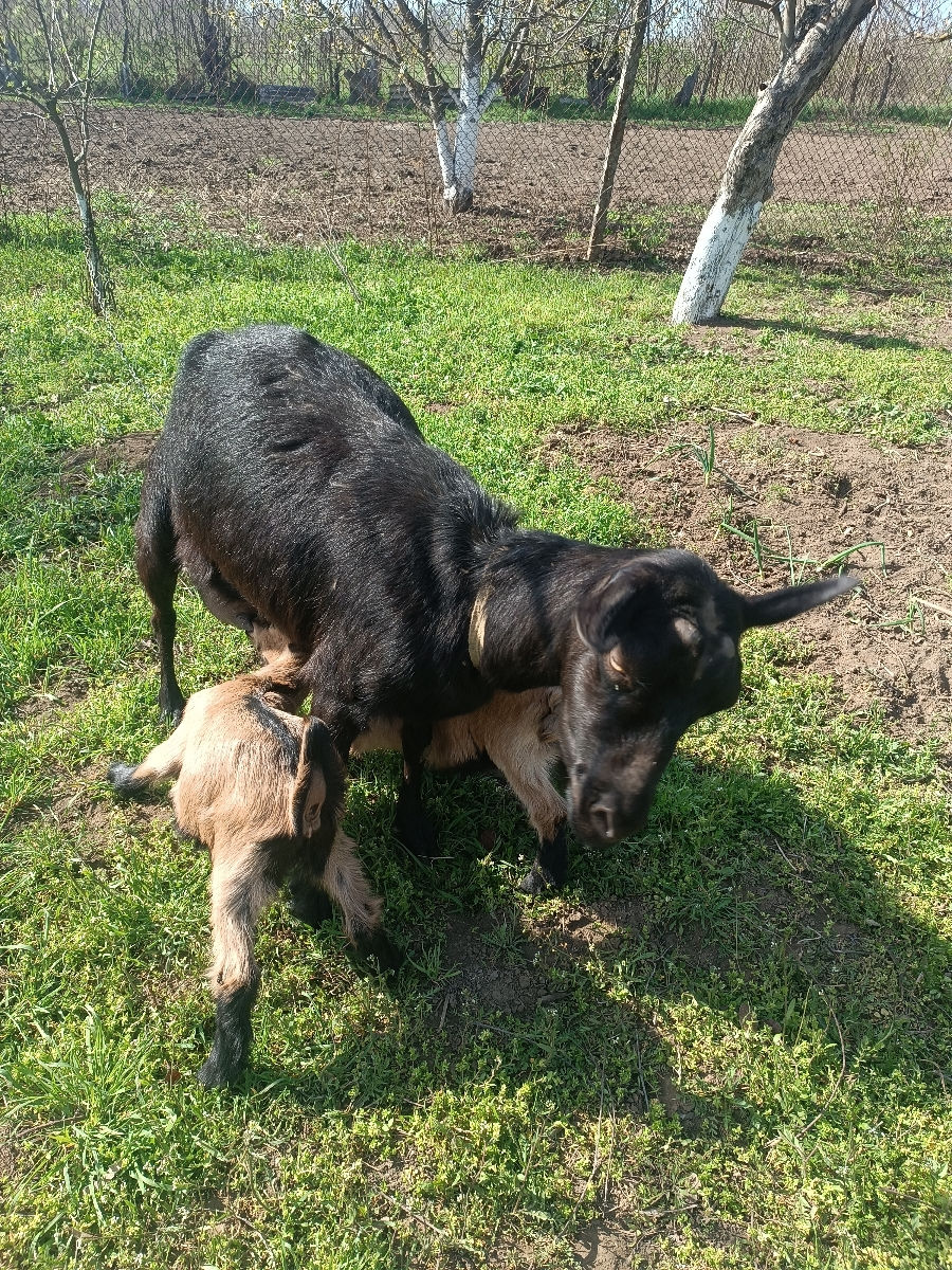 Capra buna de vânzare,da 3 litri de lapte la mulsiare foto 1