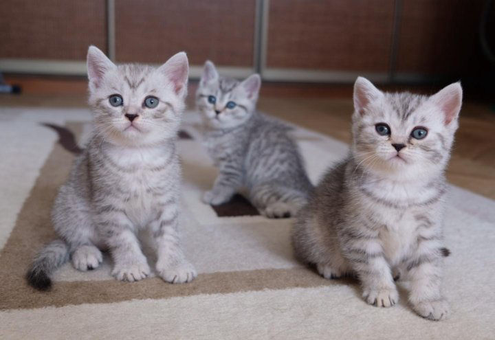 Котята окрас вискас, шотландские скоттиш- страйт