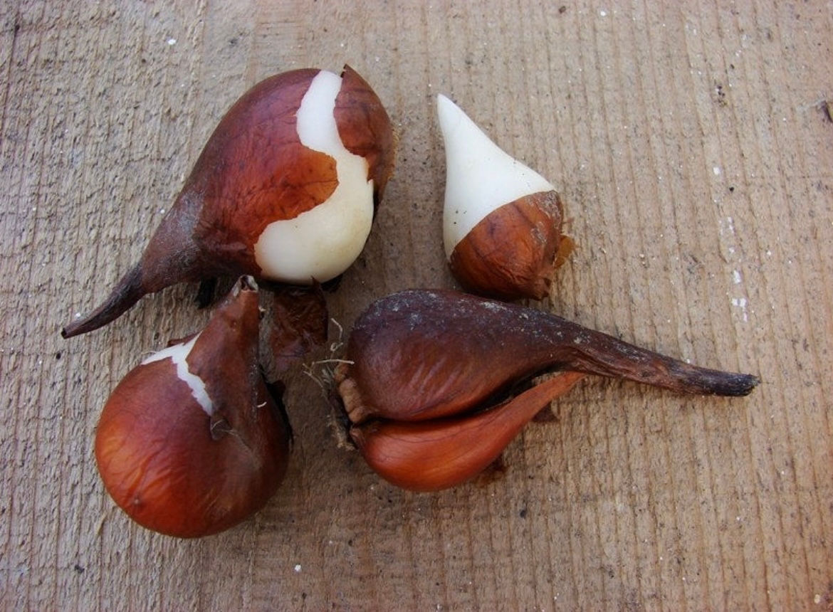Bulb Lalele Olandeze foto 0