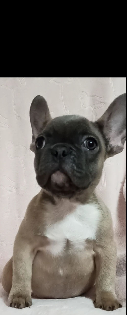 French Bulldog Щенки foto 2