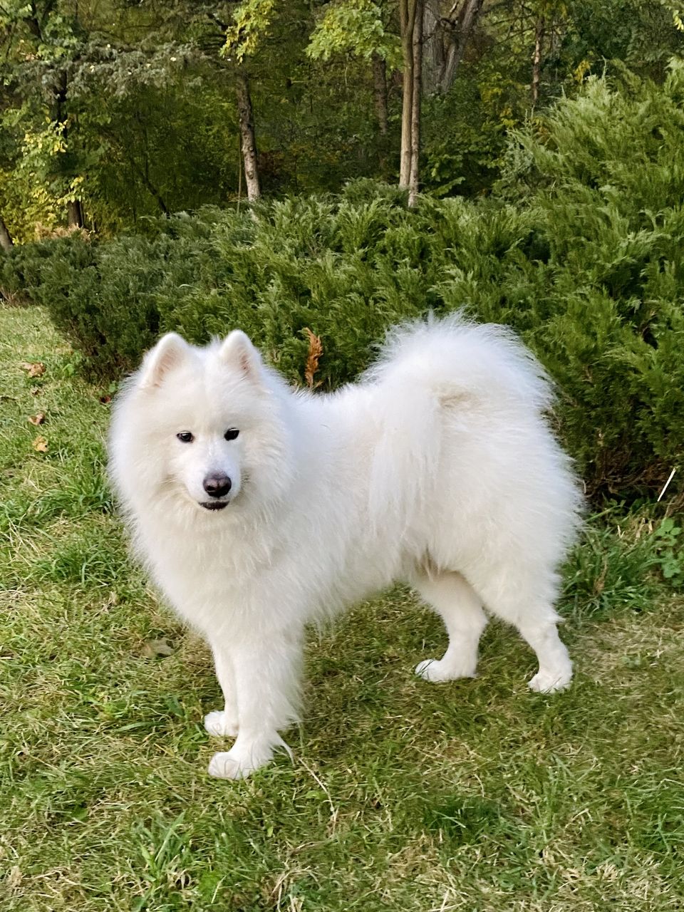 Самоед (Samoyed) для вязки (imperechere) фото 5