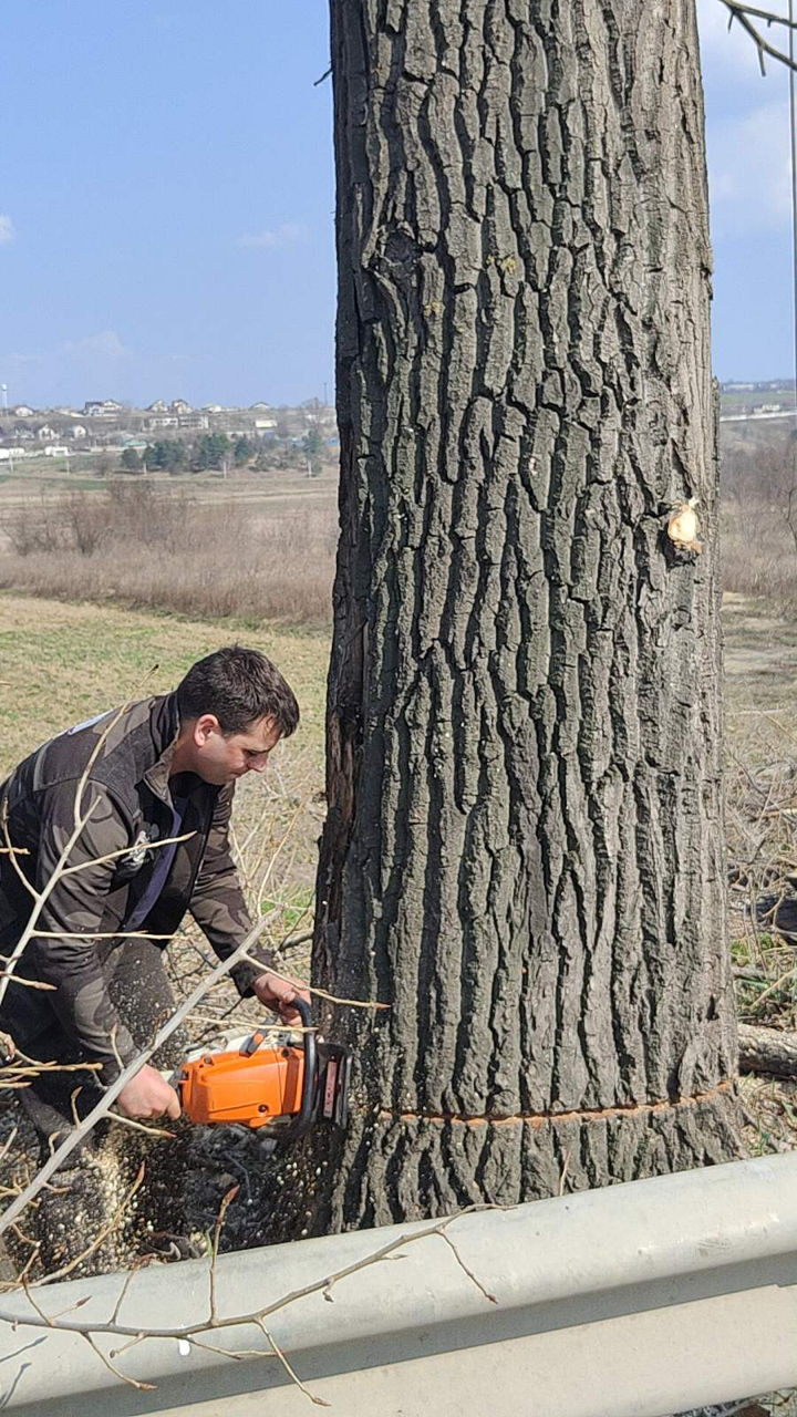 Servicii complexe de tăiere și toaletare copaci! foto 18