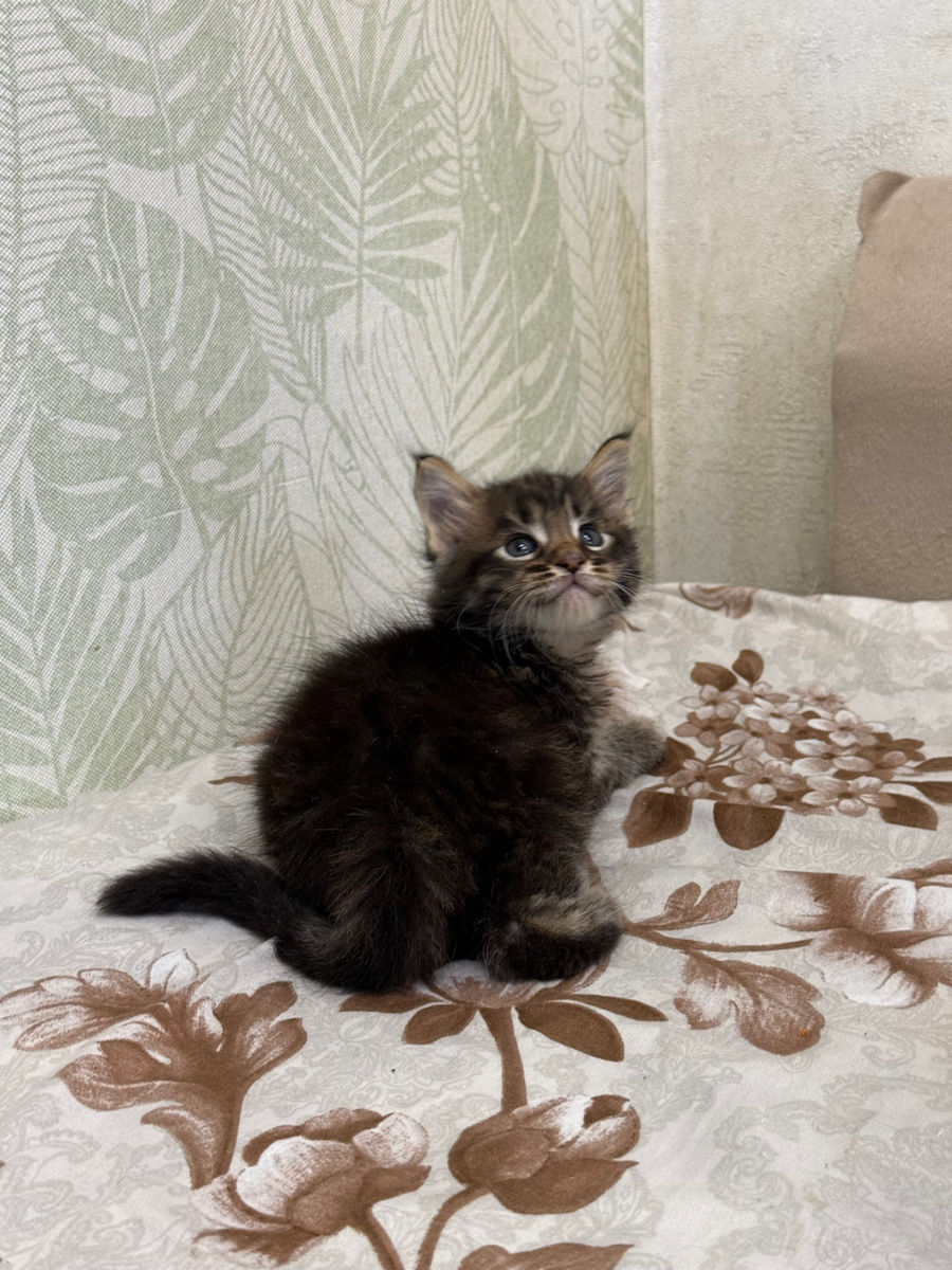 Котята Майн Кун , ищут семью фото 4