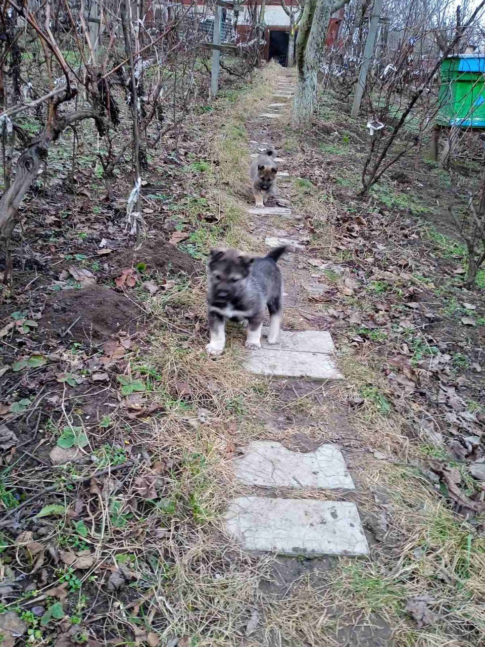 Catei de Сiobanesc german (mama) si Haski (tata) !!! Щенки