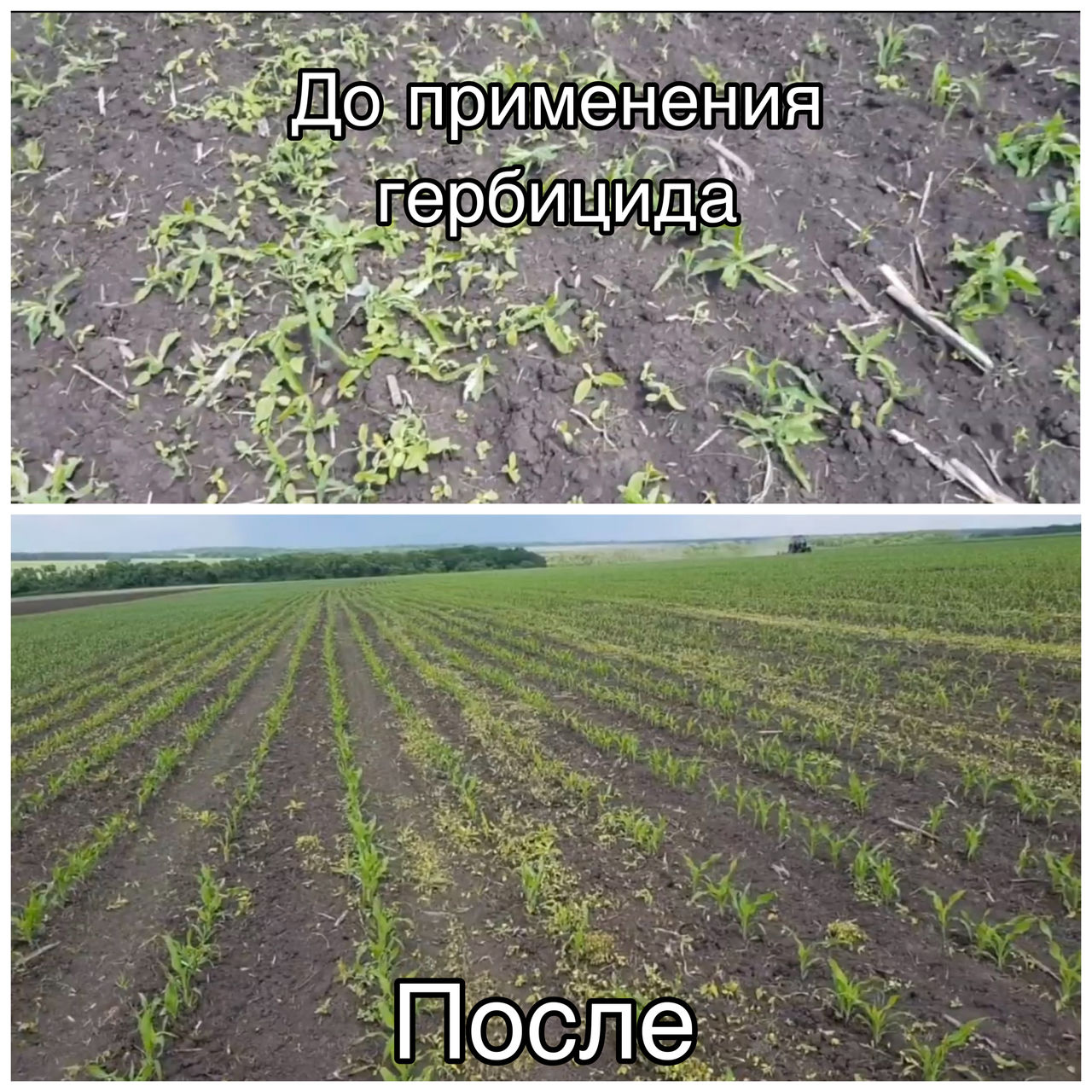 Гербициды для кукурузы фото 1