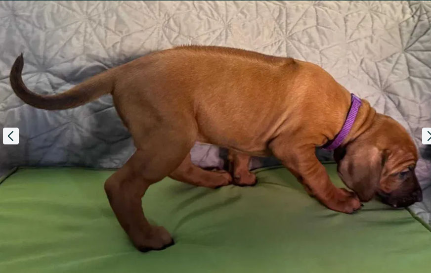 Pui Rhodesian Ridgeback de vânzare foto 3
