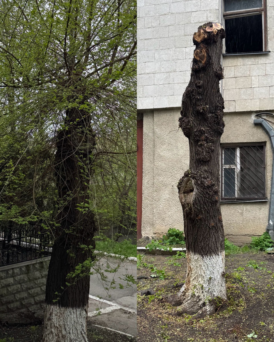 Уборка участков, покос травы, вывоз мусора – быстро и качественно! foto 0