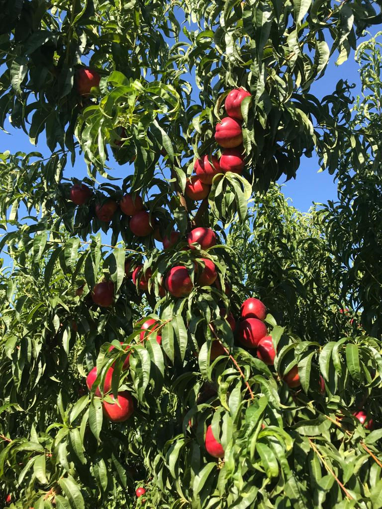 Pomi fructiferi - persic soiul Big Top , Ali Top , Redhaven  și  ... foto 4