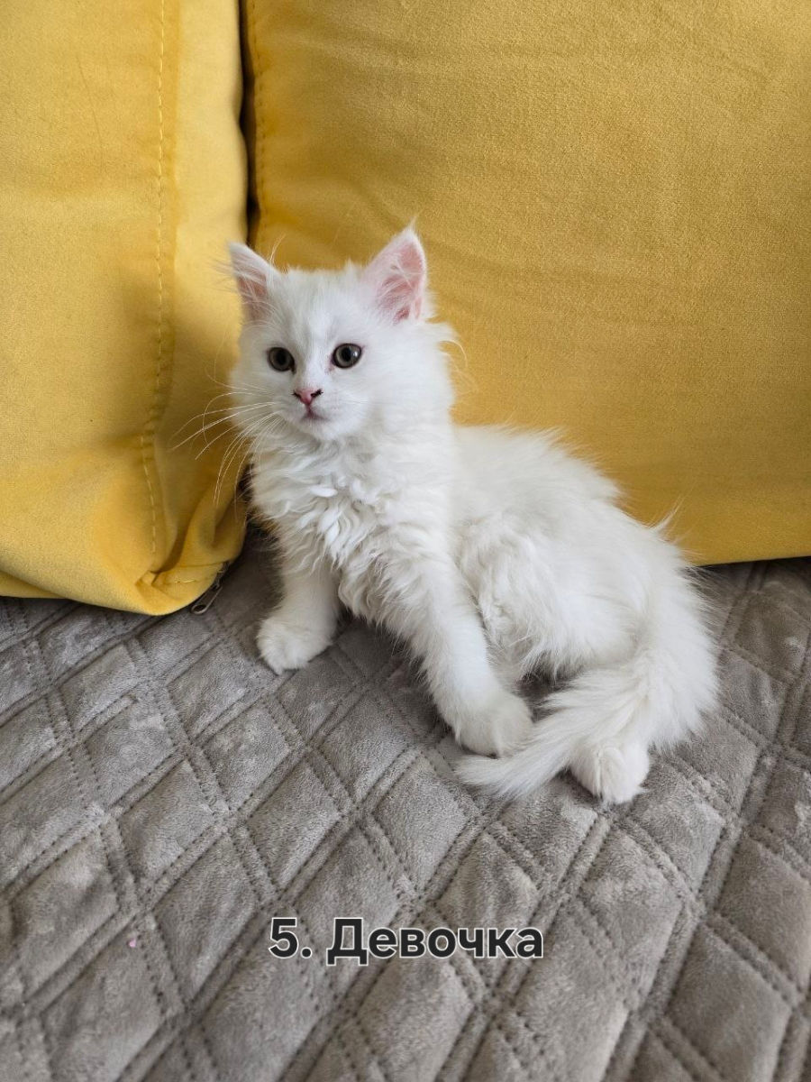 Котята Скоттиш Хайленд Фолд/Стрэйт фото 4