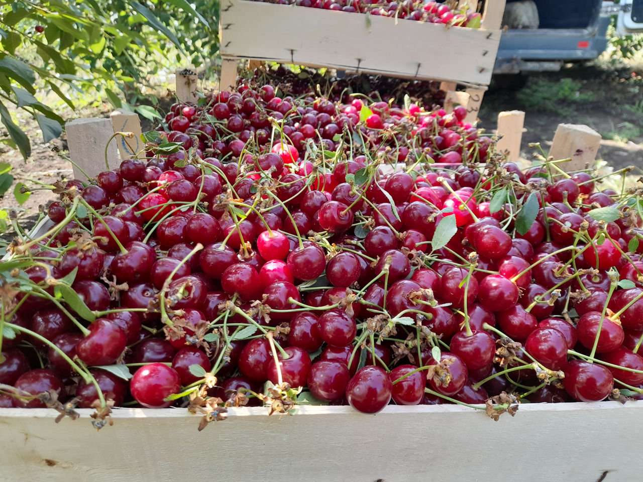 Vind pomi fructiferi angro cais,prun,visin,cires,persic,nectarin ect. foto 1