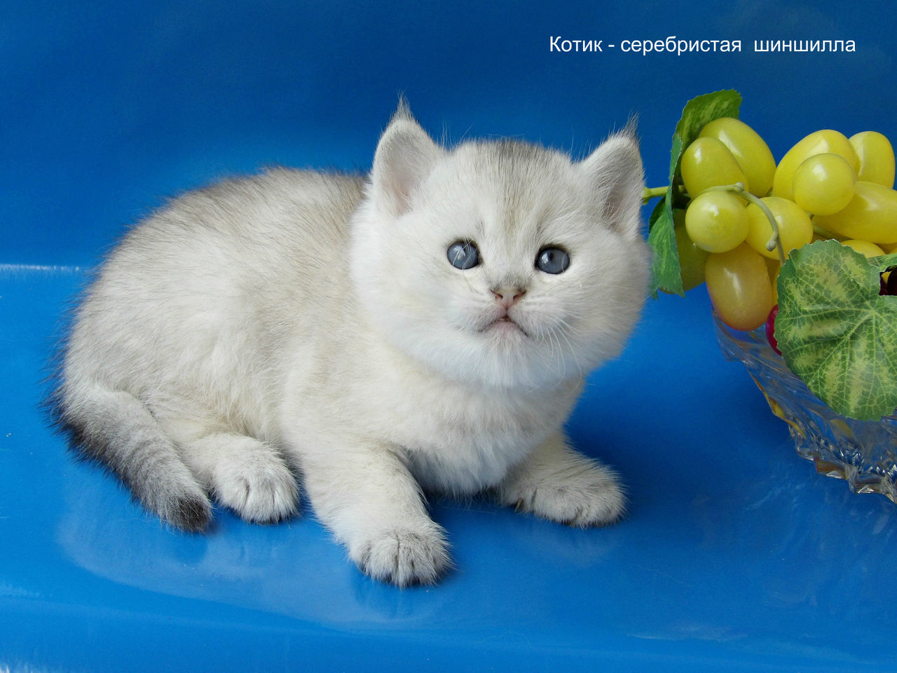 Британская шиншилла окрасы с фото и названиями