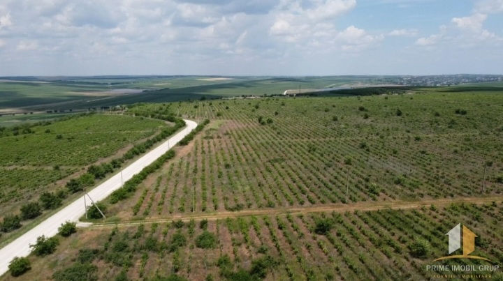 86 hectare de vita de vie Merlo Caberne foto 2