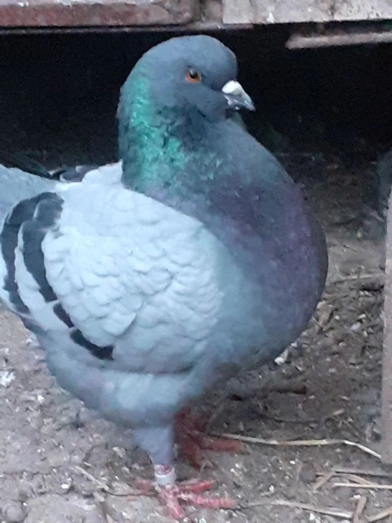Hulubi  - Chehi -kokenhin Mramor- Karlic foto 1