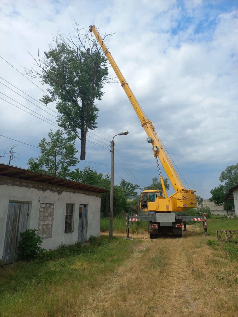 Автовышка и лучшие специалисты по удалению и уходу за деревьями