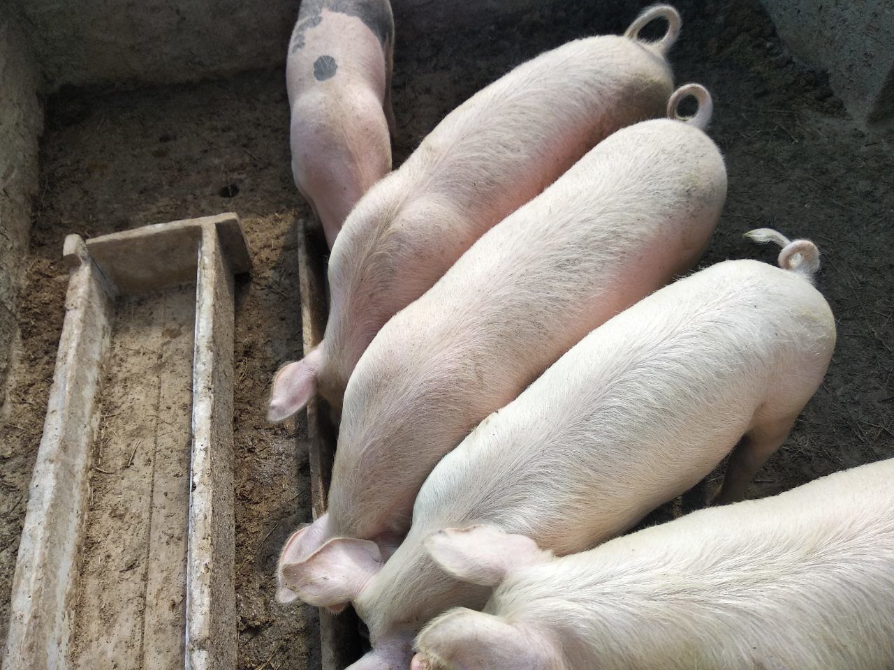 Авито продажа свиней. Минусинские поросята на продажу. Поросята в Бредах. Поросята Лодейнопольский район. Поросята на продажу в Ливенском районе.