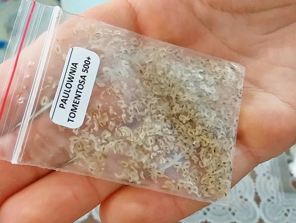 Paulownia tomentosa / Павловния войлочная