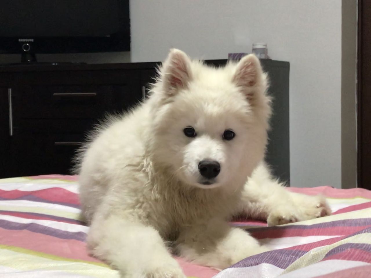 Se ofera pentru imperechere Samoyed - mascul foto 1