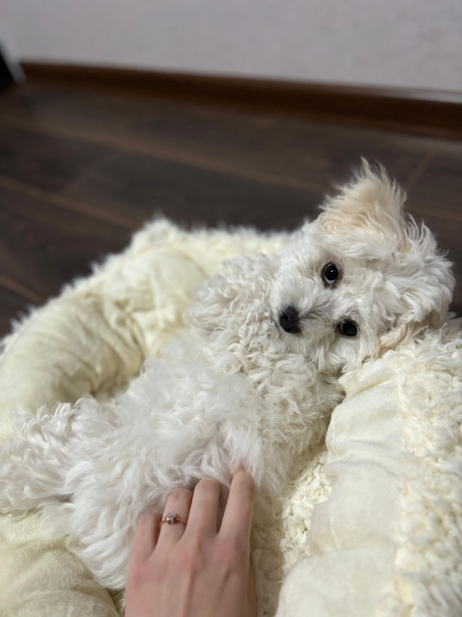 Împerechere Bichon Maltez, băiat foto 3