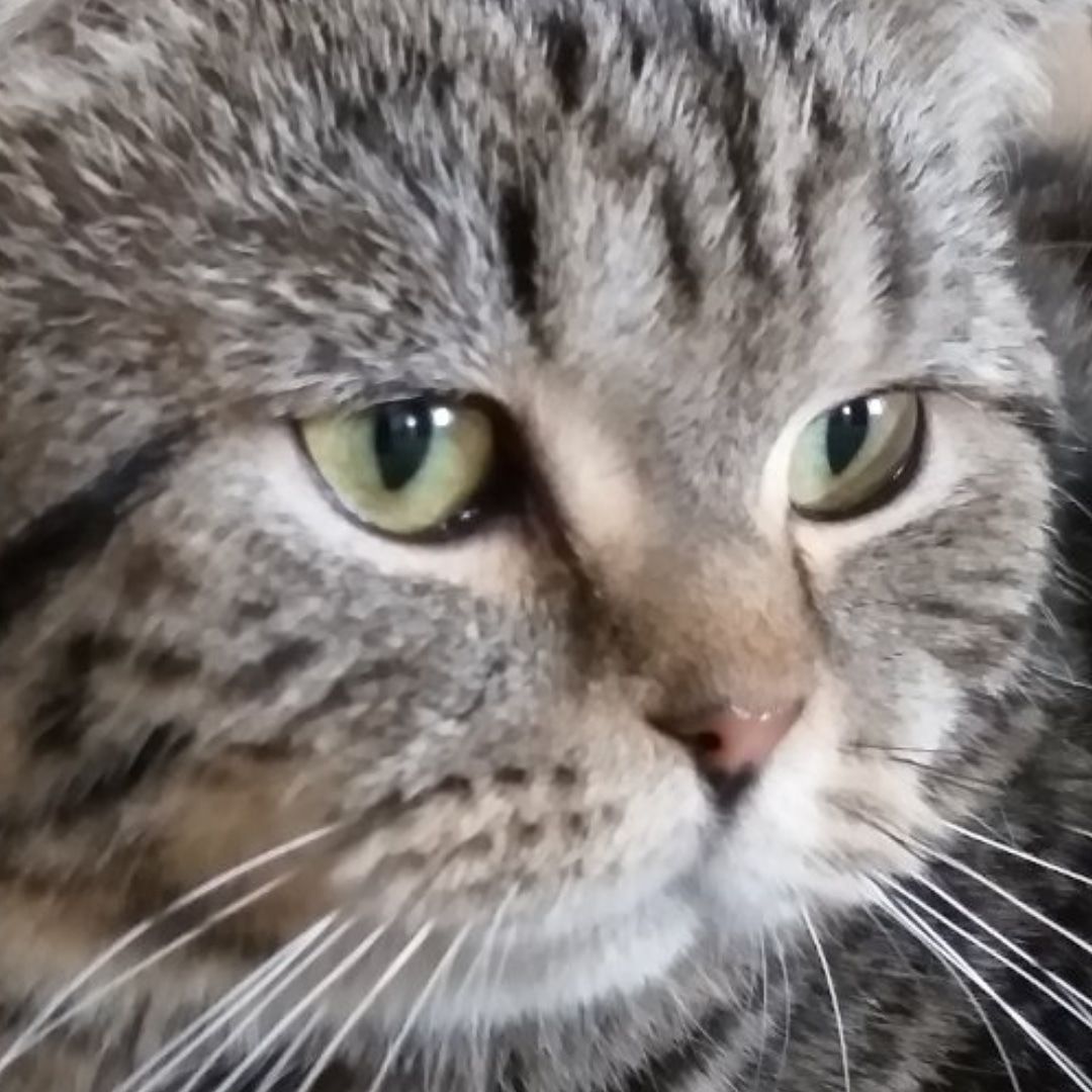 Шотландский кот.