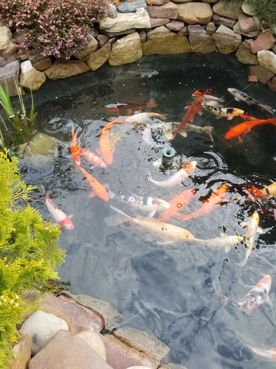 Karp-Koi peşti de vânzare ( avem și micuți ) foto 8
