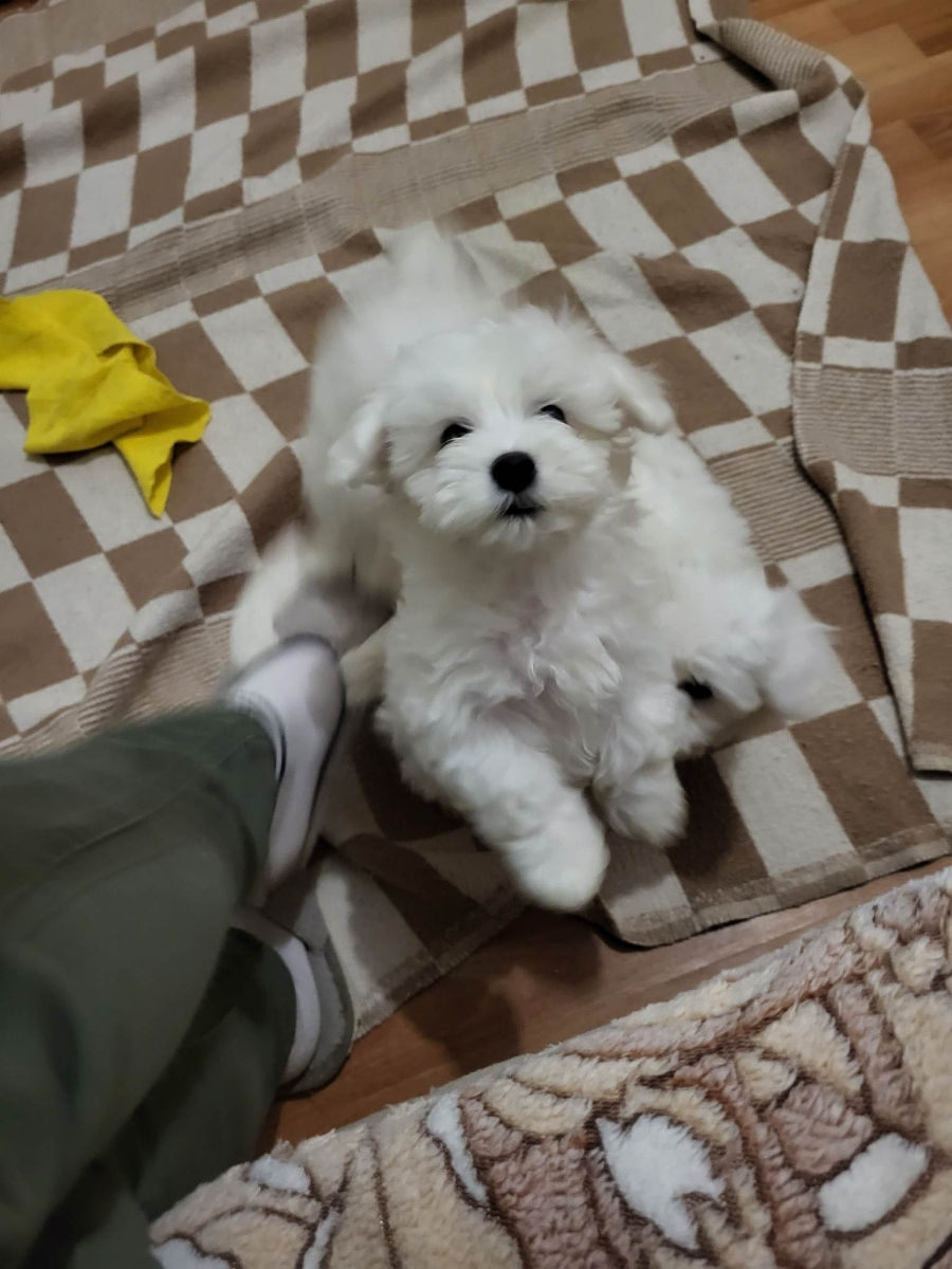 Vind bichon Maltez  фото 2