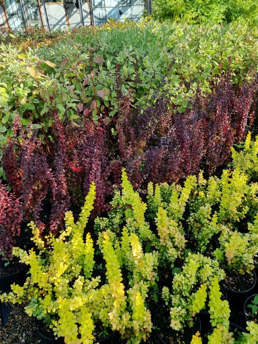 Plante decorative foto 1