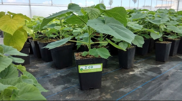 Paulownia фото 7