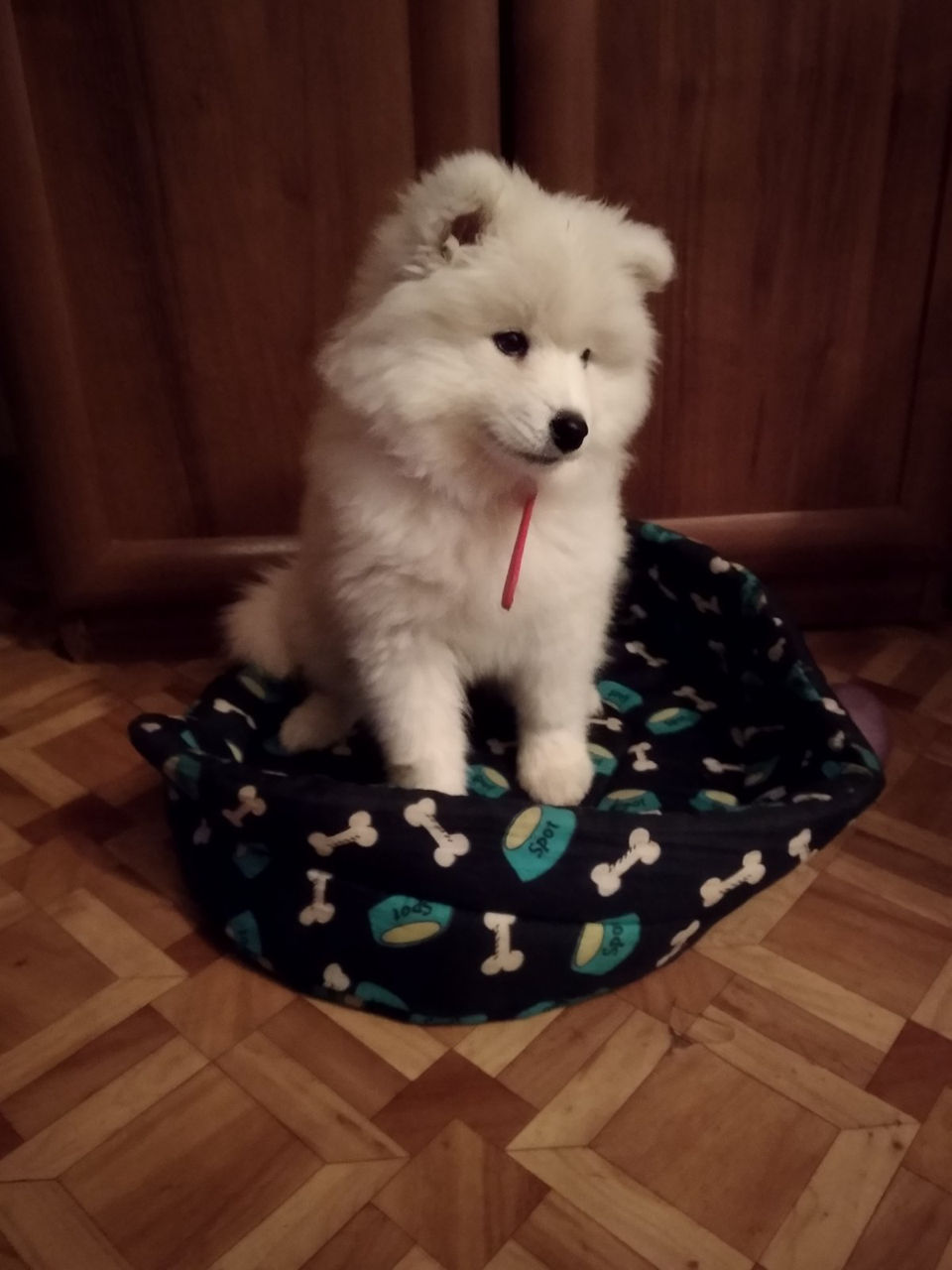 Продаётся щенок породы самоед