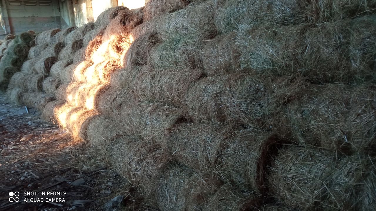Сено