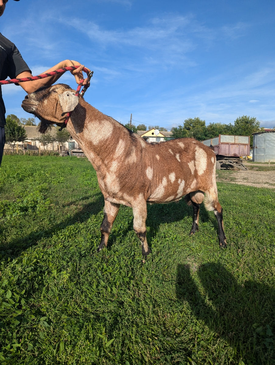 Țapi Nubieni cu acte de prăsilă foto 1