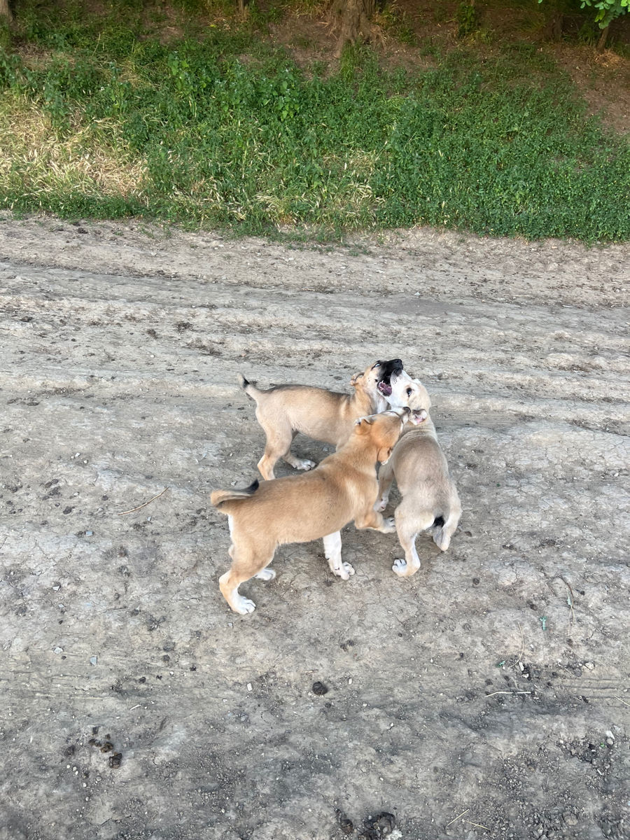 Vind Caței Rasa Kangal foto 2