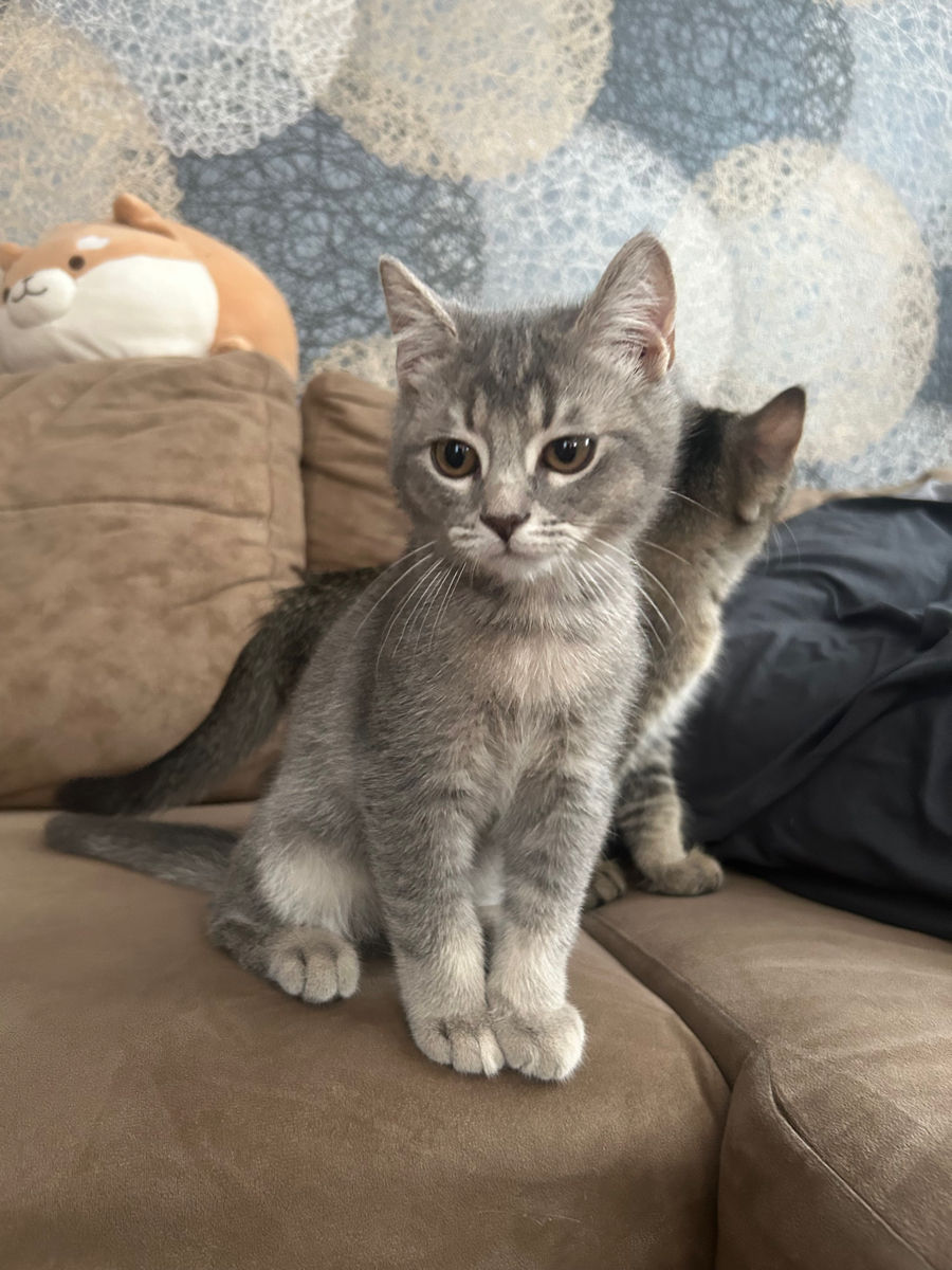 Котята скоттиш фолд / скоттиш страйт фото 4