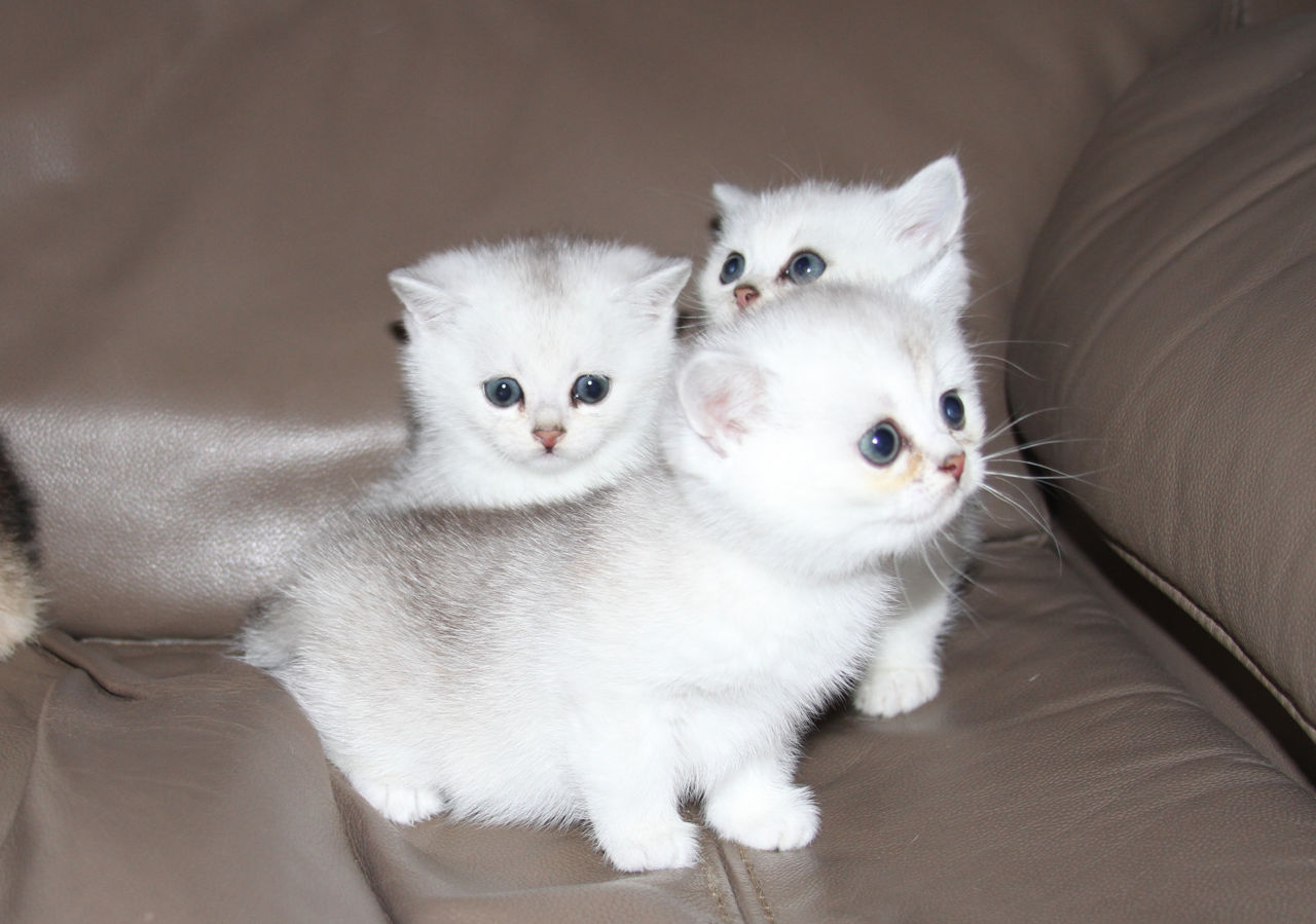Pisica / Pisoi British Shorthair Chinchilla de Vânzare  foto 5