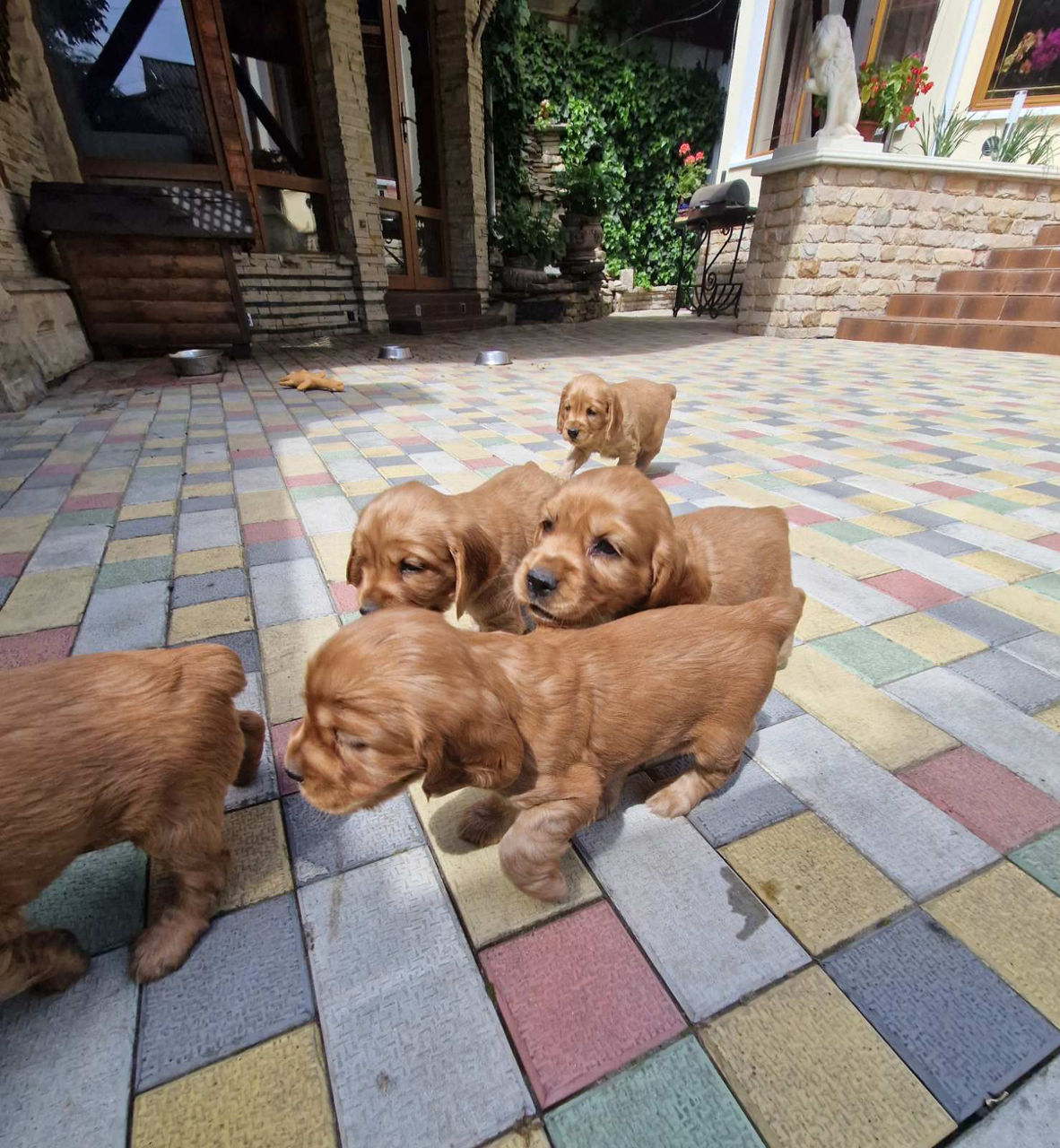 Disponibili: Ultimii 2 cățeluși Cocker Spaniel – Rasa pură, jucăuși și adorabili! foto 1