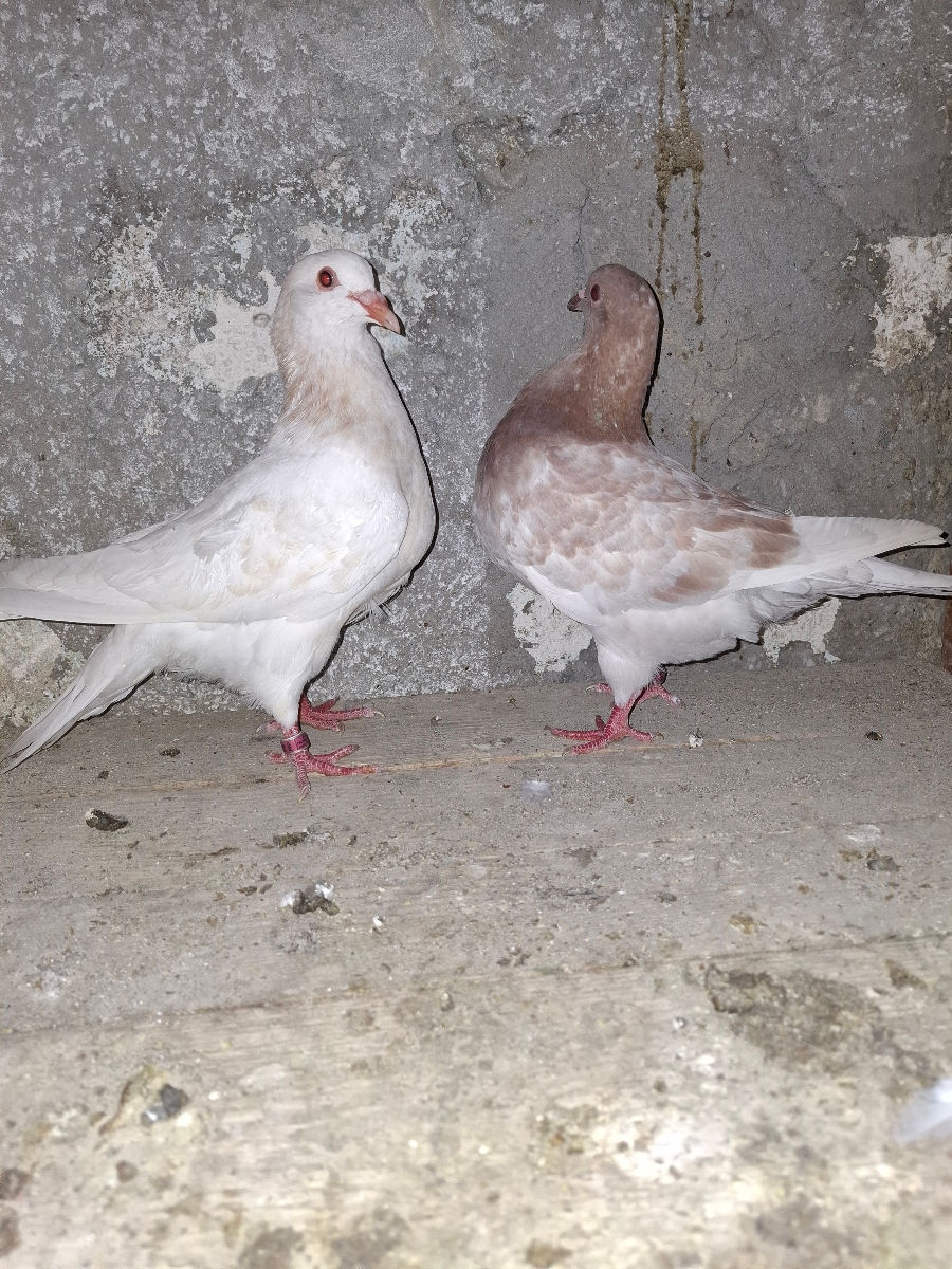 🕊️ Porumbei de rasă – King și Texani, talie mare 🕊️

 foto 7