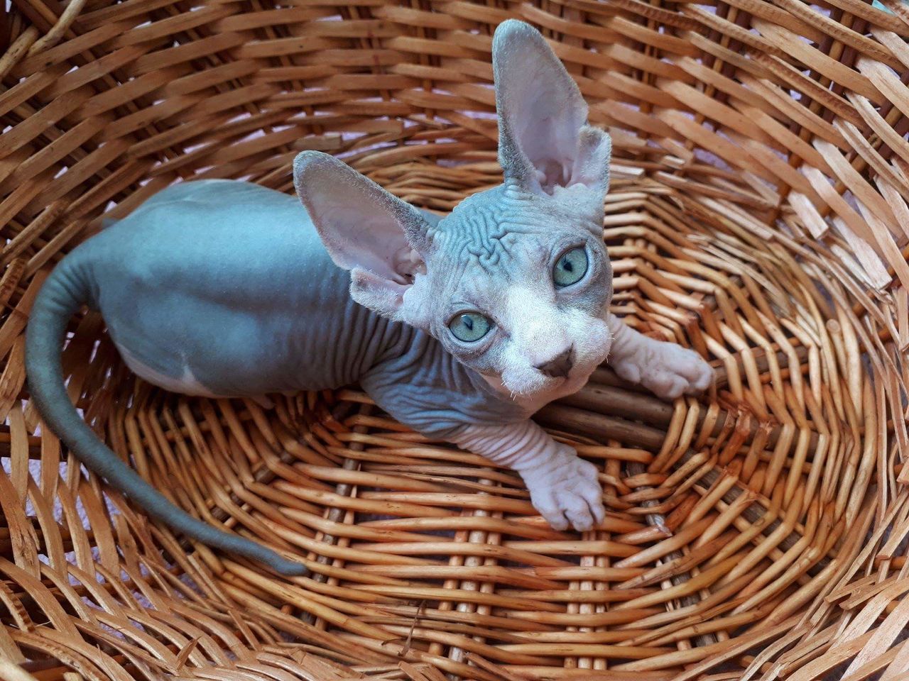 Кошки Канадский Сфинкс Фото