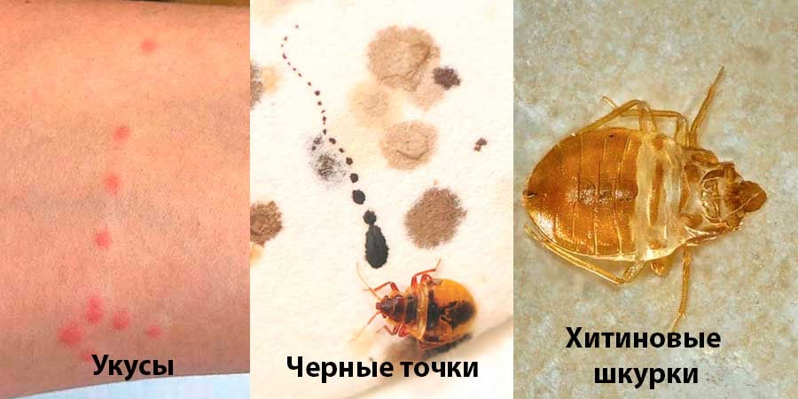 Ucide gandacii de bucatarie, gistrugim ploșnițe de pat, purici, capusa, muste, rozatoare foto 1