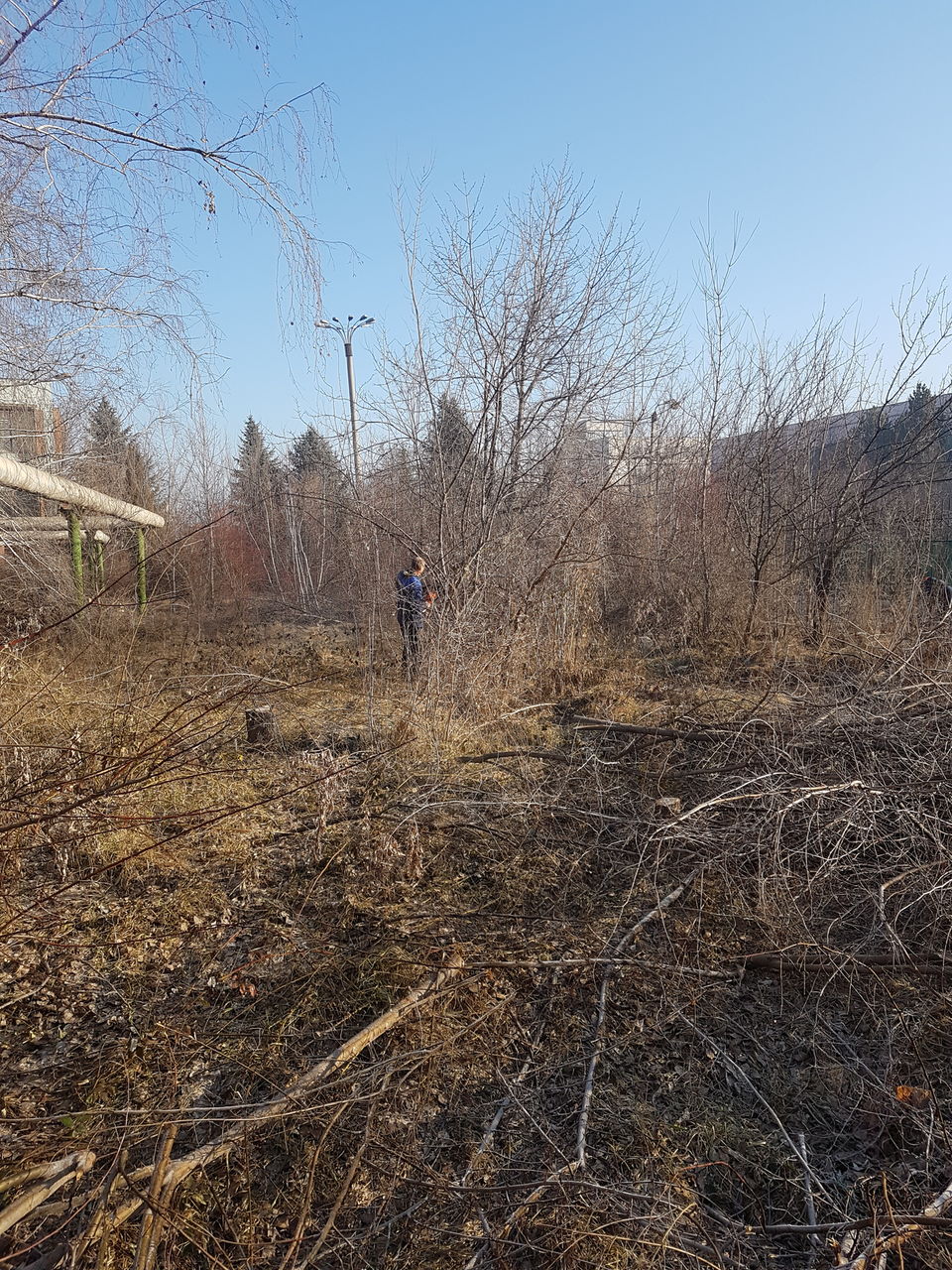 Curat in gradina la vila. Curatare defrisare teren.Taierea copacilor foto 6