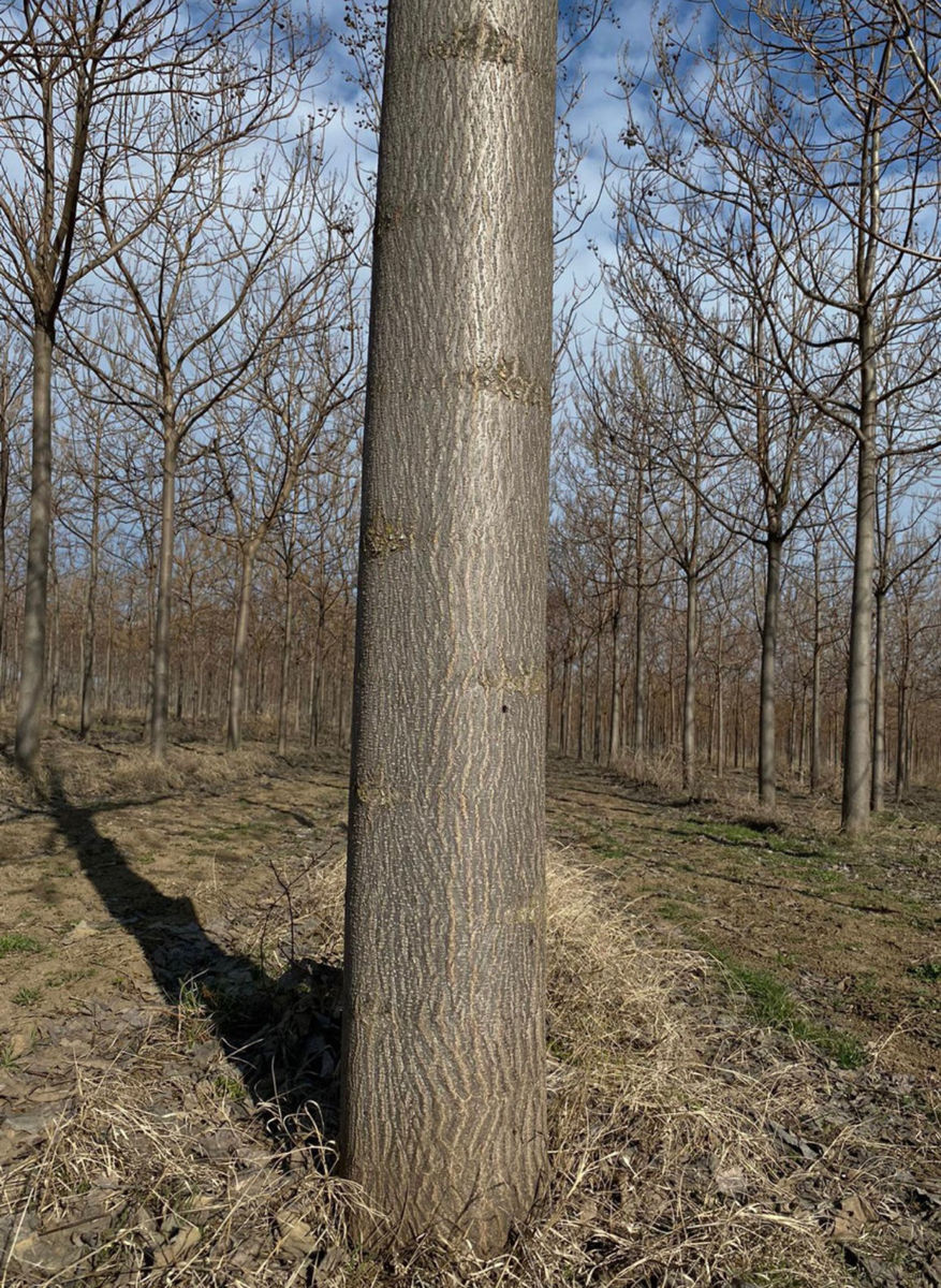 Paulownia фото 3