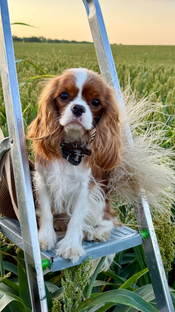 Кавалер чарльз кинг спаниель Cavalier King Charles Spaniel foto 1