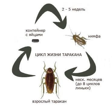 Выведение клопов, тараканов и других видов насекомых foto 3
